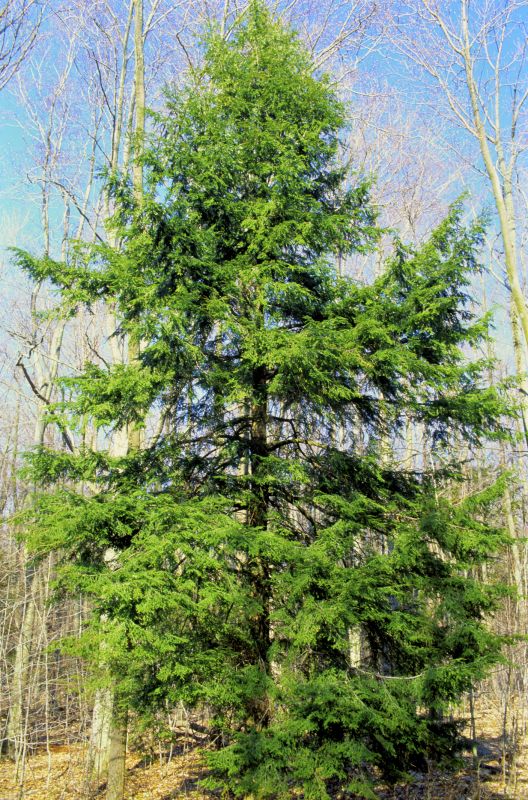 Hemlock Removal in Lancaster, PA