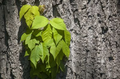 Poison Ivy Removal in Lancaster, PA