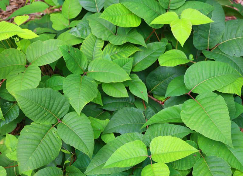 Poison Ivy Removal in Ventura County, CA