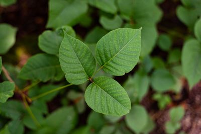 Poison Ivy Removal in Delaware County, PA