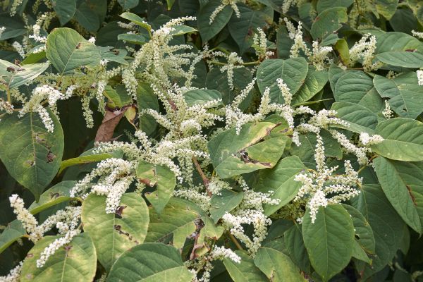 Knotweed Removal