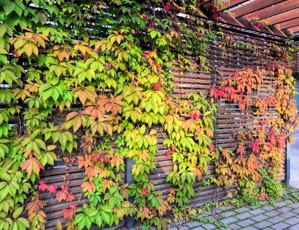 Virginia Creeper Removal - Virginia Creeper Removal Newark, Ohio