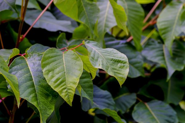 Poison Sumac Control