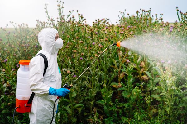 Thistle Spraying