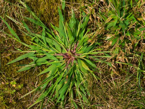 Crabgrass Removal