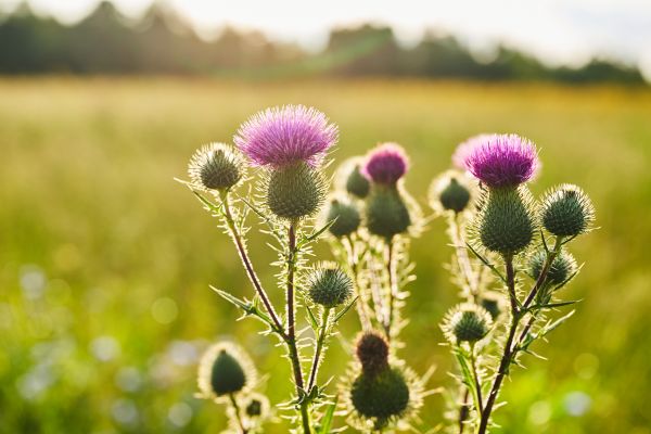 Thistle Removal
