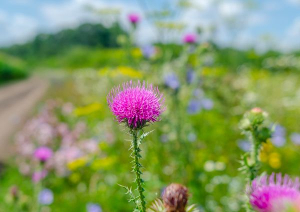 Thistle Treatment