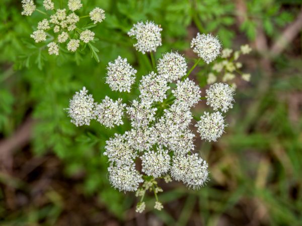 Poison Hemlock Control