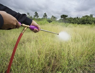 Crabgrass Removal in Honolulu, HI