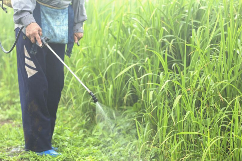 Pampas Grass Control in Aiken, SC