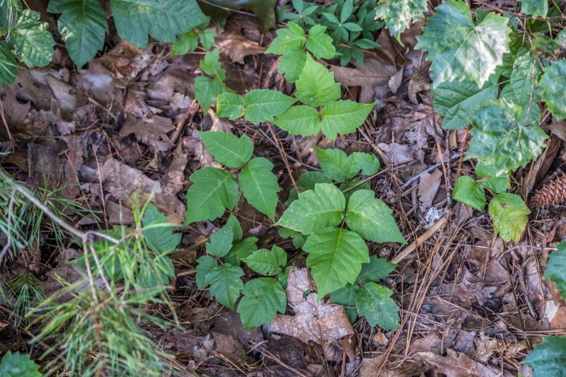 Poison Ivy Removal in Lancaster County, PA