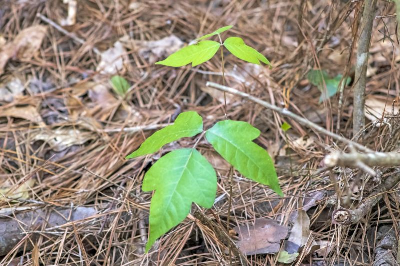 Poison Ivy Removal in Ventura County, CA