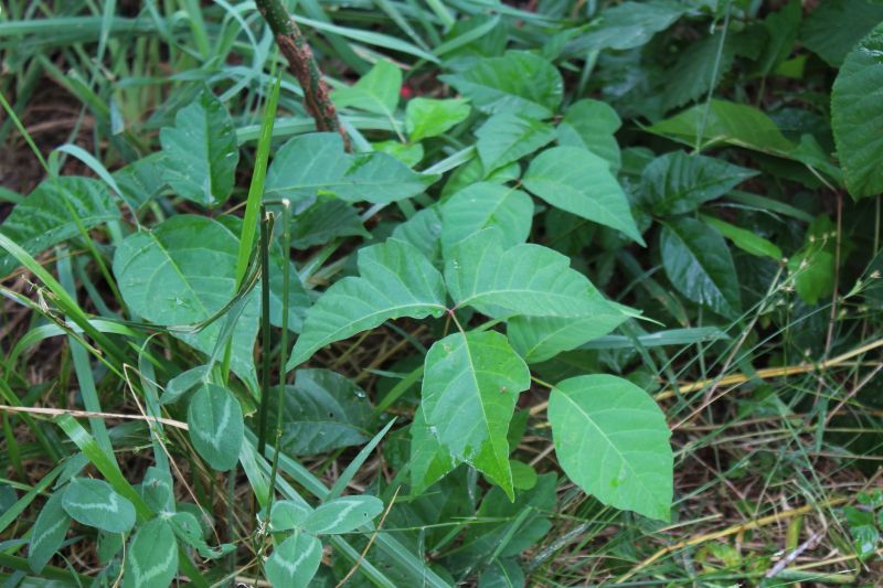Poison Ivy Removal in Philadelphia, PA