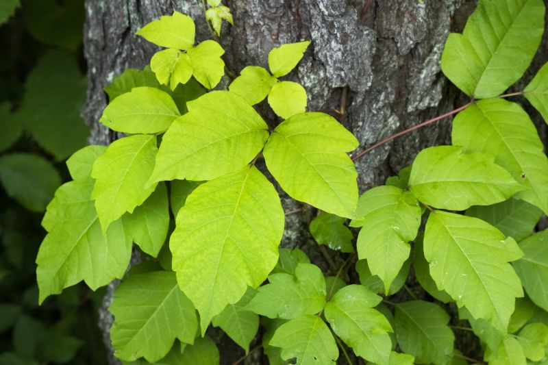 Poison Ivy Removal in Philadelphia, PA