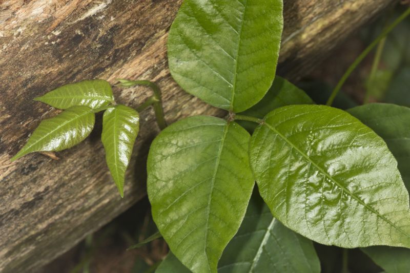 Poison Ivy Removal in Wilmington, DE