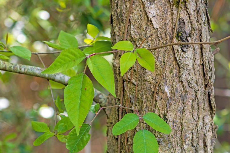 Poison Ivy Removal in Delaware County, PA