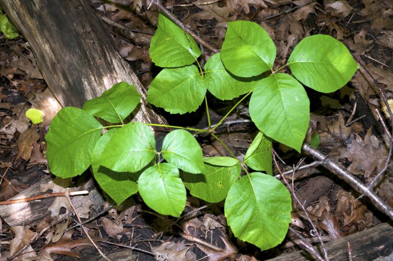 Poison Oak Removal in Lancaster County, PA