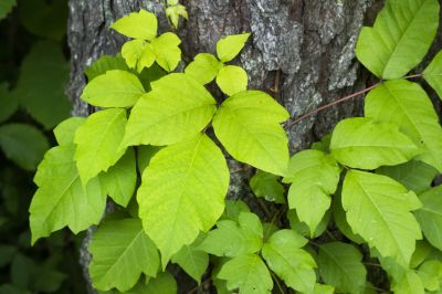 Poison Oak Removal in West Chester, PA