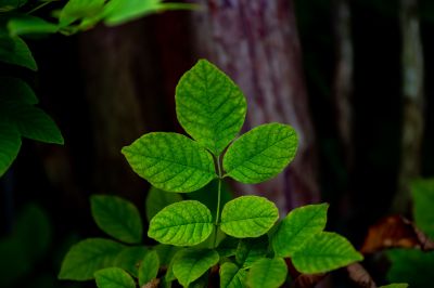Poison Oak Removal in Newark, DE