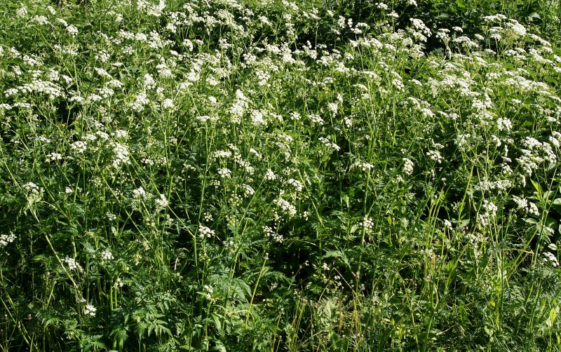 Poisonous Plant Control